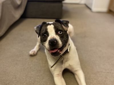 Ziggy | Boxer Cross | Shrewsbury (Shropshire) - 3