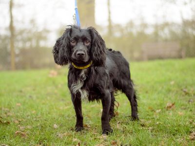 Cooper | Spaniel (Cocker) | Kenilworth (West Midlands) - 3