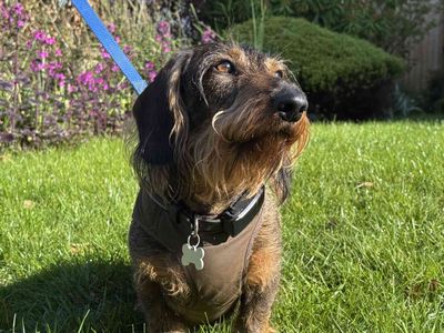 Baku | Dachshund (Wire Haired) | Salisbury (Wiltshire) - 3