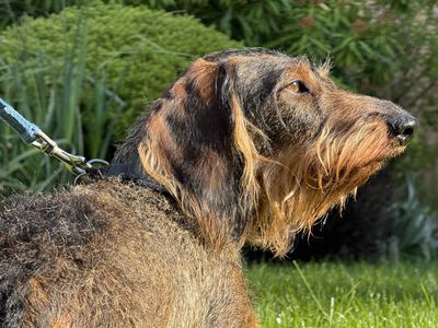 Baku | Dachshund (Wire Haired) | Salisbury (Wiltshire) - 5