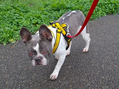 Lola | French Bulldog | Basildon (Essex) - 3