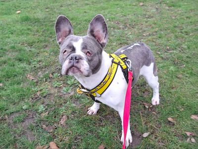 Lola | French Bulldog | Basildon (Essex) - 5