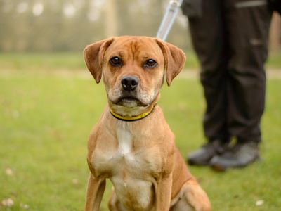Polly | Beagle Cross | Kenilworth (West Midlands) - 3