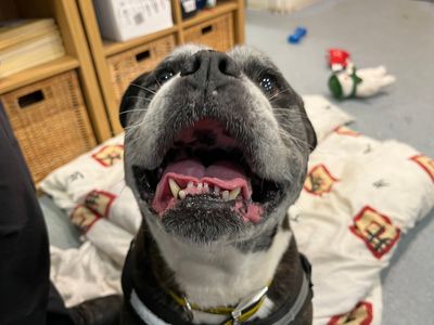 Bella | Bulldog Cross | Merseyside (Liverpool) - 1