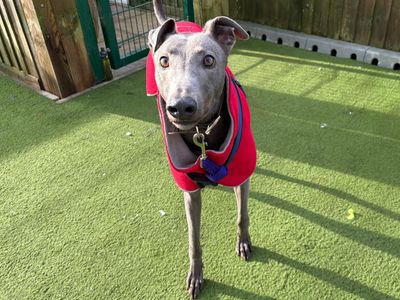 Dec | Greyhound | Snetterton (Norfolk) - 3