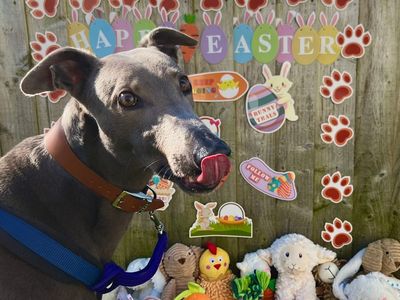 Dec | Greyhound | Snetterton (Norfolk) - 5