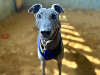 Dec | Greyhound | Snetterton (Norfolk) - 3