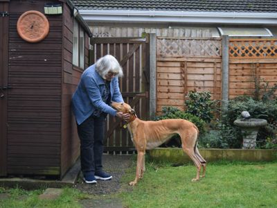 Dulci | Greyhound | Basildon (Essex) - 3