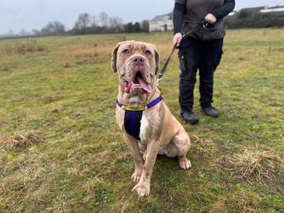 Shelby | Dogue De Bordeaux Cross | Snetterton (Norfolk) - 3