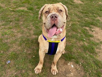 Shelby | Dogue De Bordeaux Cross | Snetterton (Norfolk) - 5