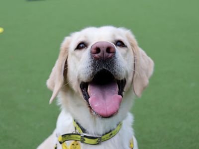 Chelsea | Retriever (Labrador) | Glasgow - 3