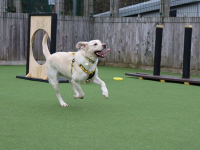 Chelsea | Retriever (Labrador) | Glasgow - 1