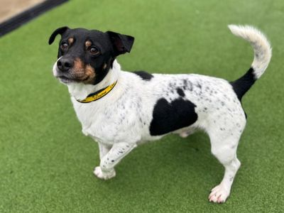 Yoda | Terrier (Jack Russell) | Canterbury - 3