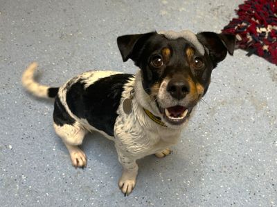 Yoda | Terrier (Jack Russell) | Canterbury - 2