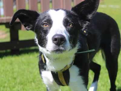 Kitty | Collie (Border) | Merseyside (Liverpool) - 3