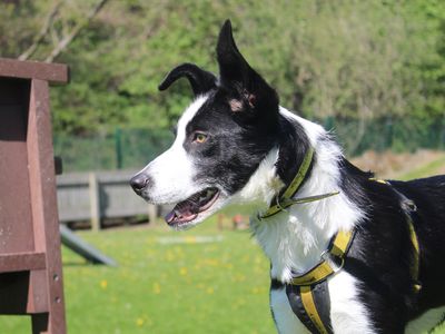 Kitty | Collie (Border) | Merseyside (Liverpool) - 5