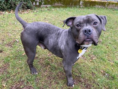 Buster | American Bully Pocket | Cumbria - 3