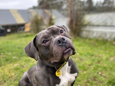 Buster | American Bully Pocket | Cumbria - 5
