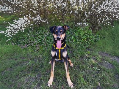 Ajax | Dobermann Cross | Basildon (Essex) - 5