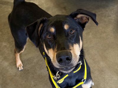 Ajax | Dobermann Cross | Basildon (Essex) - 3