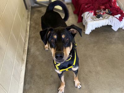Ajax | Dobermann Cross | Basildon (Essex) - 5