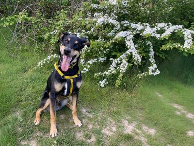 Ajax | Dobermann Cross | Basildon (Essex) - 3