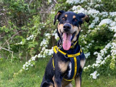 Ajax, a 2 years old male Dobermann available for adoption from Dogs Trust in Essex