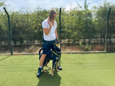 Ajax, a 2 years old male Dobermann available for adoption from Dogs Trust in Essex