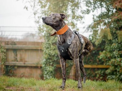 Zack | Lurcher | Kenilworth (West Midlands) - 5