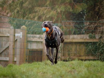 Zack | Lurcher | Kenilworth (West Midlands) - 3
