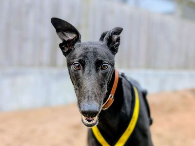 Maelon | Greyhound | Cardiff - 3