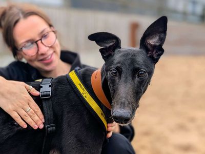 Maelon | Greyhound | Cardiff - 5