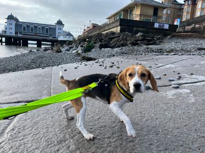 Honey | Beagle | Cardiff - 3