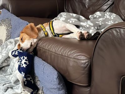 Honey | Beagle | Cardiff - 5