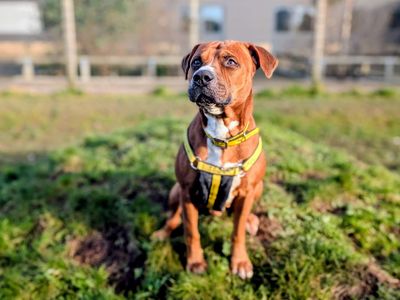 Makka Pakka | Terrier (Staffordshire Bull) Cross | Cardiff - 5