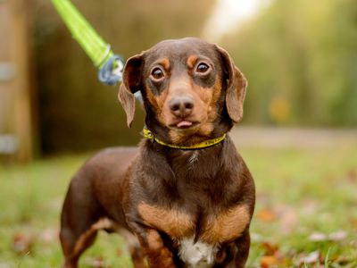 Rolo | Dachshund (Miniature Smooth Haired) | Kenilworth (West Midlands) - 3