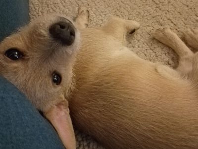 Lilah | French Bulldog Cross | Basildon (Essex) - 3