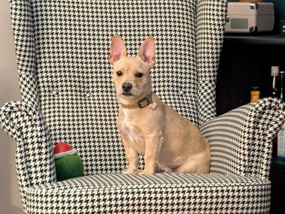 Lilah | French Bulldog Cross | Basildon (Essex) - 1