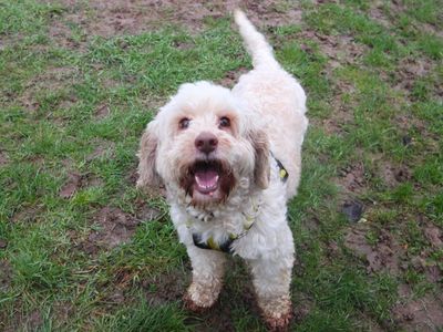 Josephine | Spaniel (Cocker) Cross | Harefield West London - 2