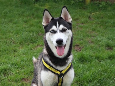 Nanook | Siberian Husky | Harefield West London - 3