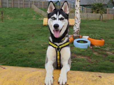 Nanook | Siberian Husky | Harefield West London - 2
