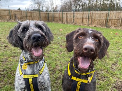 Cody | Pointer (German Wirehaired) | West Calder (Edinburgh) - 3