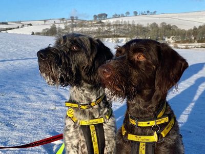 Cody | Pointer (German Wirehaired) | West Calder (Edinburgh) - 5