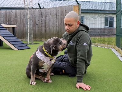 Keira | Bulldog | Evesham (Worcestershire) - 2