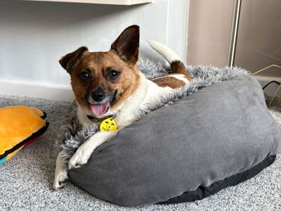 Mosley — Chihuahua (Smooth Coat) Cross