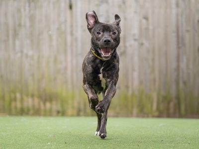 Kenai | Terrier (Staffordshire Bull) Cross | Kenilworth (West Midlands) - 1