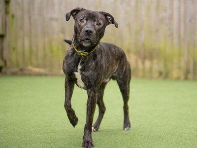 Kenai | Terrier (Staffordshire Bull) Cross | Kenilworth (West Midlands) - 3