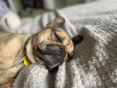 Nala | French Bulldog | Glasgow - 2