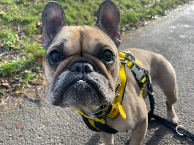 Nala | French Bulldog | Glasgow - 3