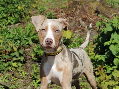 Bridget | American Bulldog Cross | Merseyside (Liverpool) - 2
